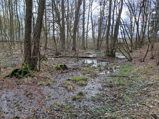 Týniště nad Orlicí, Petrovičky, 3.3.2024
Lužní les U Kryštofovy studánky.
Keywords: Týniště nad Orlicí Petrovičky lužní les U Kryštofovy studánky