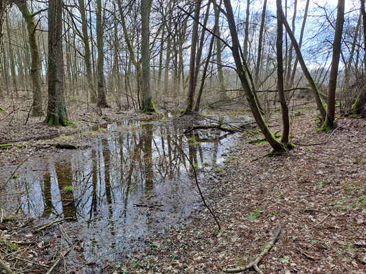 Týniště nad Orlicí, Petrovičky, 3.3.2024
Lužní les U Kryštofovy studánky.
Mots-clés: Týniště nad Orlicí Petrovičky lužní les U Kryštofovy studánky