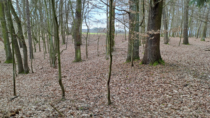 Týniště nad Orlicí, Petrovičky, 3.3.2024
Lužní les U Kryštofovy studánky.
Schlüsselwörter: Týniště nad Orlicí Petrovičky lužní les U Kryštofovy studánky