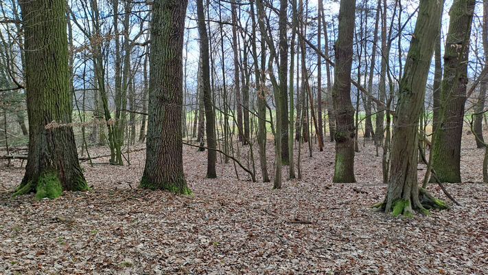 Týniště nad Orlicí, Petrovičky, 3.3.2024
Lužní les U Kryštofovy studánky.
Schlüsselwörter: Týniště nad Orlicí Petrovičky lužní les U Kryštofovy studánky