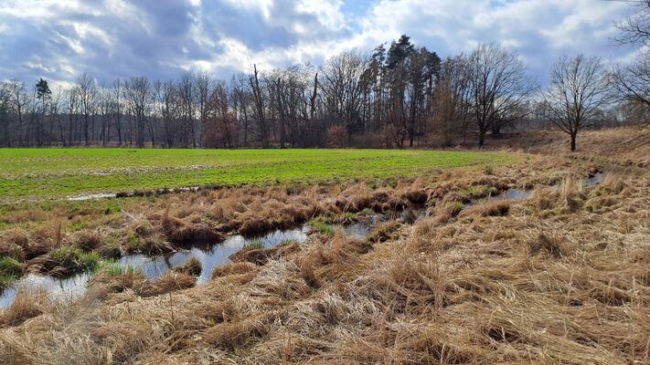 Týniště nad Orlicí, Petrovičky, 3.3.2024
Staré koryto Orlice u Končin.
Klíčová slova: Třebechovice pod Orebem Štěnkov meandry Orlice