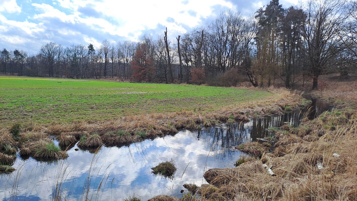 Týniště nad Orlicí, Petrovičky, 3.3.2024
Staré koryto Orlice u Končin.
Klíčová slova: Třebechovice pod Orebem Štěnkov meandry Orlice