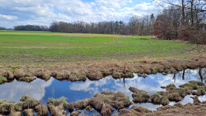 Týniště nad Orlicí, Petrovičky, 3.3.2024
Staré koryto Orlice u Končin.
Keywords: Třebechovice pod Orebem Štěnkov meandry Orlice