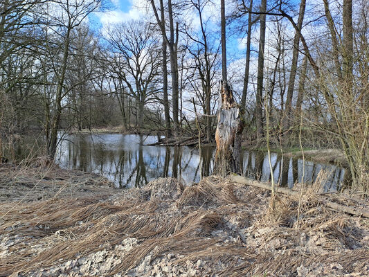 Třebechovice pod Orebem, Štěnkov, 3.3.2024
Za bojkem, staré rameno Orlice.
Klíčová slova: Třebechovice pod Orebem Štěnkov meandry Orlice