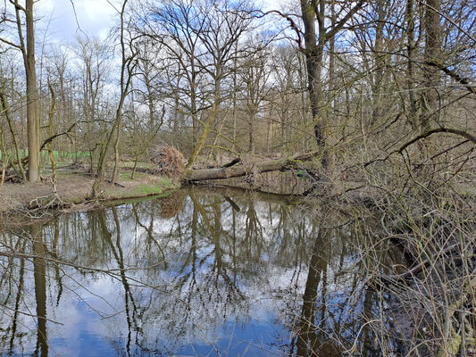 Třebechovice pod Orebem, Štěnkov, 3.3.2024
Za bojkem, staré rameno Orlice.
Keywords: Třebechovice pod Orebem Štěnkov meandry Orlice