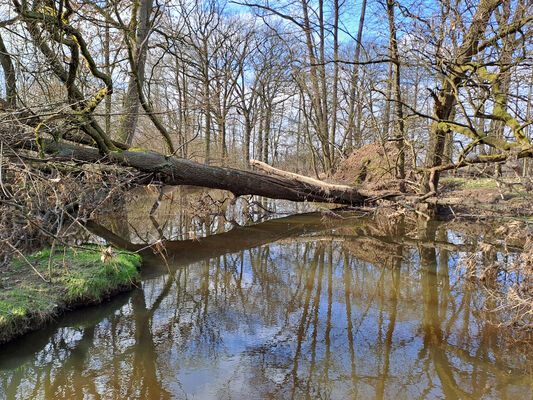 Třebechovice pod Orebem, Štěnkov, 3.3.2024
Za bojkem, staré rameno Orlice.
Schlüsselwörter: Třebechovice pod Orebem Štěnkov meandry Orlice