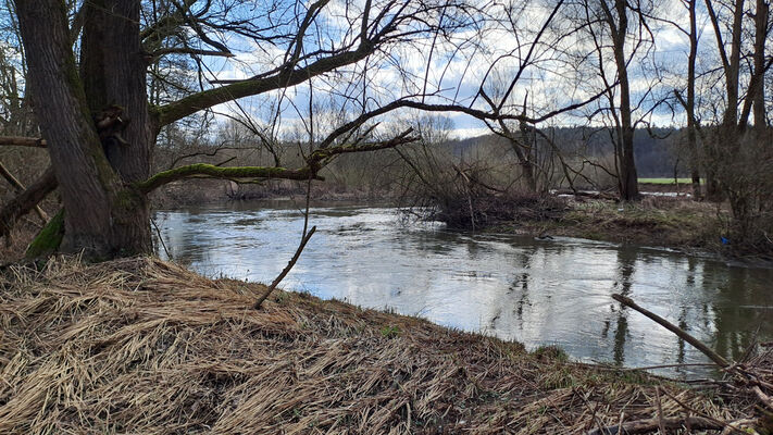 Třebechovice pod Orebem, Štěnkov, 3.3.2024
Za bojkem, meandry Orlice.
Klíčová slova: Třebechovice pod Orebem Štěnkov meandry Orlice