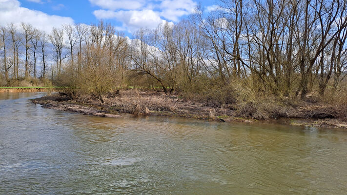 Třebechovice pod Orebem, Štěnkov, 3.3.2024
Za bojkem, meandry Orlice.
Mots-clés: Třebechovice pod Orebem Štěnkov meandry Orlice