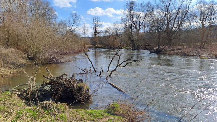 Třebechovice pod Orebem, Štěnkov, 3.3.2024
Za bojkem, meandry Orlice.
Schlüsselwörter: Třebechovice pod Orebem Štěnkov meandry Orlice