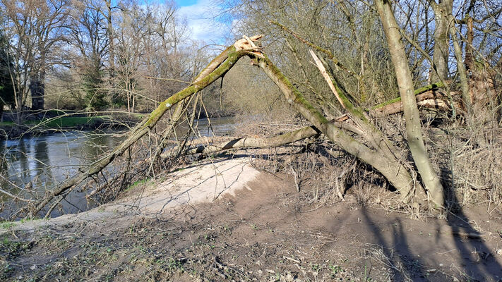 Třebechovice pod Orebem, Štěnkov, 3.3.2024
Meandry Orlice. Za bojkem. 
Klíčová slova: Třebechovice pod Orebem Štěnkov meandry Orlice