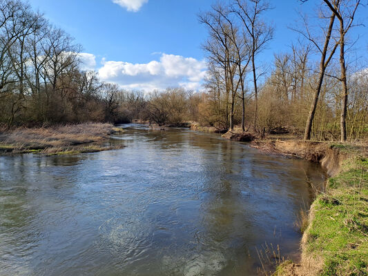 Třebechovice pod Orebem, Štěnkov, 3.3.2024
Meandry Orlice. Za bojkem. 
Keywords: Třebechovice pod Orebem Štěnkov meandry Orlice