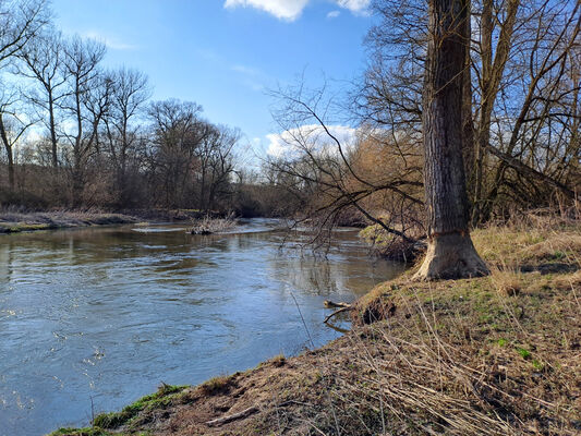 Třebechovice pod Orebem, Štěnkov, 3.3.2024
Meandry Orlice. Za bojkem. 
Klíčová slova: Třebechovice pod Orebem Štěnkov meandry Orlice