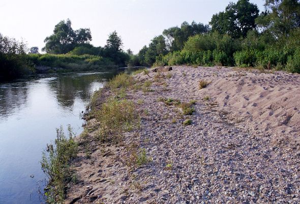 Petrovičky, léto 2002
Štěrkové a písčité náplavy na břehu Orlice. 
Klíčová slova: Dolní Porličí Petrovičky orlice Negastrius pulchellus sabulicola Zorochros dermestoides quadriguttatus