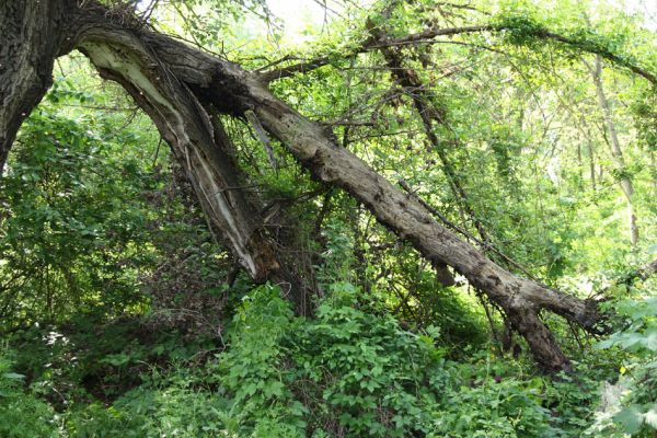 Bratislava, Petržalka, 2.5.2008
Lužní les Ovsište. Trouchnivá větev topolu, biotop Cerophytum elateroides.
Klíčová slova: Bratislava Petržalka Ovsište Cerophytum elateroides