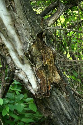 Bratislava, Petržalka, 2.5.2008
Lužní les Ovsište. Trouchnivá větev topolu.
Klíčová slova: Bratislava Petržalka Ovsište Cerophytum elateroides