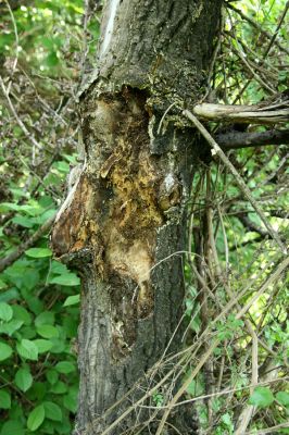 Bratislava, Petržalka, 2.5.2008
Lužní les Ovsište. Trouchnivá větev topolu.
Schlüsselwörter: Bratislava Petržalka Ovsište Cerophytum elateroides