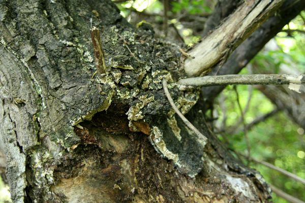 Bratislava, Petržalka, 2.5.2008
Lužní les Ovsište. Trouchnivá větev topolu.
Klíčová slova: Bratislava Petržalka Ovsište Cerophytum elateroides