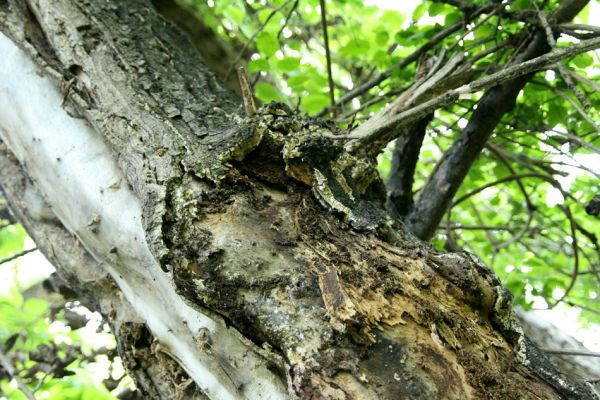 Bratislava, Petržalka, 2.5.2008
Lužní les Ovsište. Trouchnivá větev topolu.
Klíčová slova: Bratislava Petržalka Ovsište Cerophytum elateroides