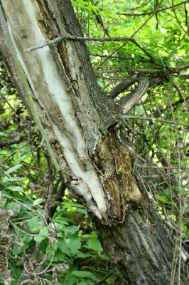 Bratislava, Petržalka, 2.5.2008
Lužní les Ovsište. Trouchnivá větev topolu.
Klíčová slova: Bratislava Petržalka Ovsište Cerophytum elateroides