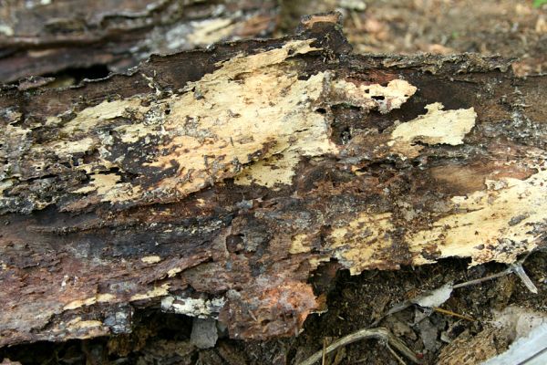 Bratislava, Petržalka, 2.5.2008
Lužní les Ovsište, odloupnutá kůra z trouchnivé větve topolu. Pohled na biotop druhu Cerophytum elateroides.
Schlüsselwörter: Bratislava Petržalka Ovsište Cerophytum elateroides