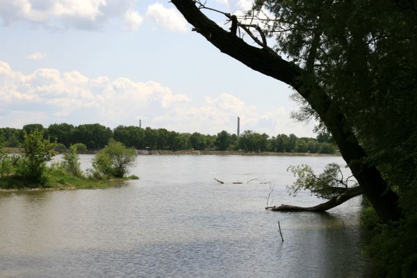 Bratislava, Petržalka, 2.5.2008
Lužní les Ovsište, pohled na levý břeh Dunaje.
Mots-clés: Bratislava Petržalka Ovsište