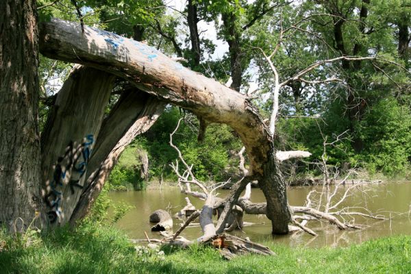 Bratislava, Petržalka, 2.5.2008
Lužní les Ovsište, pohled na slepé rameno Dunaje.
Schlüsselwörter: Bratislava Petržalka Ovsište