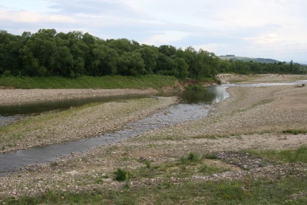 Pidhirya, 21.6.2011
Štěrkové náplavy v korytu řeky Bystricja Solitvinska.
Schlüsselwörter: Pidhirya Bystricja Solitvinska Zorochros meridionalis dermestoides