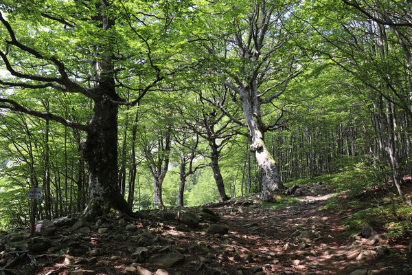 Pievepelago, 17.6.2023
Parco regionalle dell´Alto Appennnino Modenese, Buky u Lago Baccio.
Keywords: Provincia di Modena Emilia-Romagna Pievepelago Parco regionalle dell´Alto Appennnino Modenese Lago Baccio Monte Rondinaio