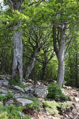 Pievepelago, 17.6.2023
Parco regionalle dell´Alto Appennnino Modenese, Buky u Lago Baccio.
Schlüsselwörter: Provincia di Modena Emilia-Romagna Pievepelago Parco regionalle dell´Alto Appennnino Modenese Lago Baccio Monte Rondinaio