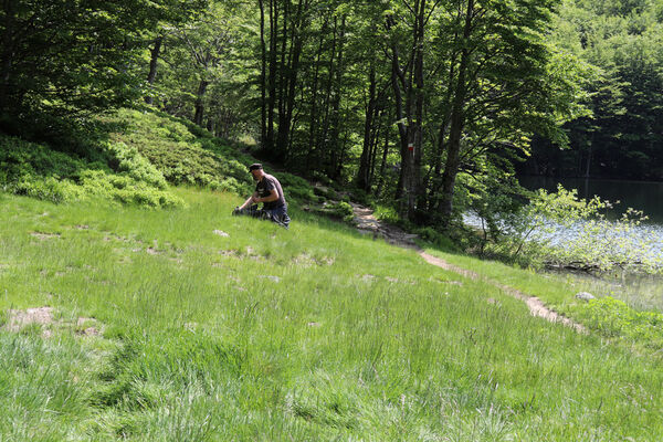 Pievepelago, 17.6.2023
Parco regionalle dell´Alto Appennnino Modenese, Lago Baccio. Kolega Václav Dušánek  při lovu kovaříků Cidnopus pseudopilosus.
Keywords: Provincia di Modena Emilia-Romagna Pievepelago Parco regionalle dell´Alto Appennnino Modenese Lago Baccio Cidnopus pseudopilosus Václav Dušánek