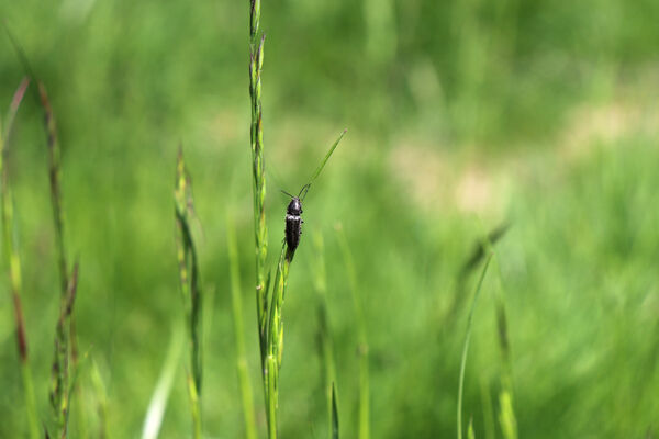 Pievepelago, 17.6.2023
Parco regionalle dell´Alto Appennnino Modenese, Lago Baccio. Kovařík Cidnopus pseudopilosus.
Keywords: Provincia di Modena Emilia-Romagna Pievepelago Parco regionalle dell´Alto Appennnino Modenese Lago Baccio Cidnopus pseudopilosus