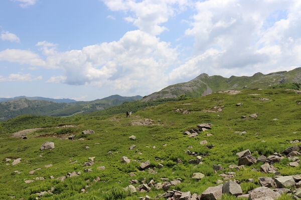 Pievepelago, 17.6.2023
Parco regionalle dell´Alto Appennnino Modenese, Lago Baccio - Monte Rondinaio.
Keywords: Provincia di Modena Emilia-Romagna Pievepelago Parco regionalle dell´Alto Appennnino Modenese Lago Baccio Monte Rondinaio Anostirus maccapanii