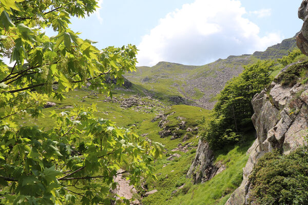 Pievepelago, 17.6.2023
Parco regionalle dell´Alto Appennnino Modenese, Lago Baccio - Monte Rondinaio. Kvetoucí javor obsypaný samicemi Anostirus maccapanii.
Keywords: Provincia di Modena Emilia-Romagna Pievepelago Parco regionalle dell´Alto Appennnino Modenese Lago Baccio Monte Rondinaio Anostirus maccapanii