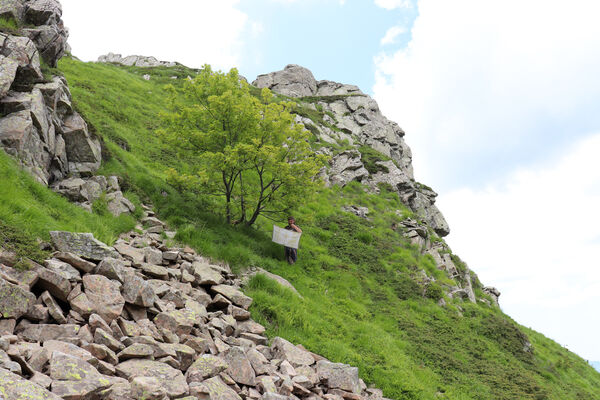 Pievepelago, 17.6.2023
Parco regionalle dell´Alto Appennnino Modenese, Lago Baccio - Monte Rondinaio. Biotop kovaříků Anostirus maccapanii.
Keywords: Provincia di Modena Emilia-Romagna Pievepelago Parco regionalle dell´Alto Appennnino Modenese Lago Baccio Monte Rondinaio Anostirus maccapanii Václav Dušánek