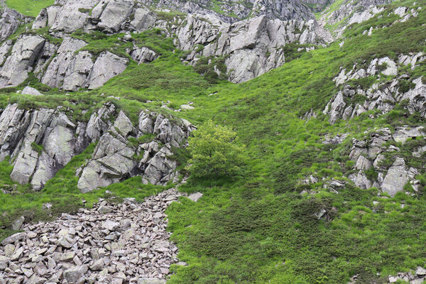 Pievepelago, 17.6.2023
Parco regionalle dell´Alto Appennnino Modenese, Lago Baccio - Monte Rondinaio. Biotop kovaříků Anostirus maccapanii.
Klíčová slova: Provincia di Modena Emilia-Romagna Pievepelago Parco regionalle dell´Alto Appennnino Modenese Lago Baccio Monte Rondinaio Anostirus maccapanii