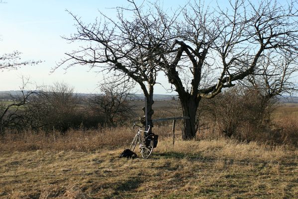 Bukovina, 23.2.2008
Stará třešňovka severně od Okrouhlíku. Místo dalekých výhledů a místo, kde se doposud uchovaly pestré formy xerothermního života. 
Mots-clés: Černilov Bukovina třešňovka