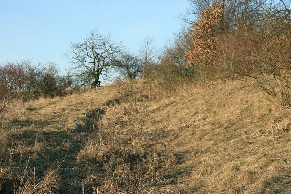 Bukovina, 23.2.2008
Louka na jihozápadním svahu třešňovky. jedno z posledních útočišť xerothermních rostlin a hmyzu u Hradce Králové.
Klíčová slova: Černilov Bukovina třešňovka Agriotes gallicus