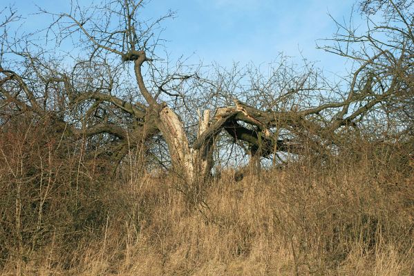 Bukovina, 23.2.2008
Prastarý rozpadající se kmen třešně. Pamatuje lepší časy české krajiny.
Schlüsselwörter: Černilov Bukovina třešňovka Anthaxia candens