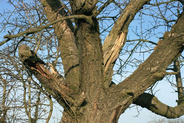 Piletice, vrch Okrouhlík-třešňovka, 23.2.2008
V trouchnivějícím dřevě se vyvíjí velké množství xylofágního hmyzu. 
Mots-clés: Hradec Králové Piletice Okrouhlík třešňovka Anthaxia candens