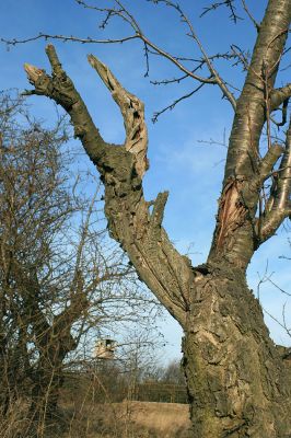 Bukovina, 23.2.2008
Do třešňovek patří staré i mladé stromy.
Klíčová slova: Černilov Bukovina třešňovka Anthaxia candens