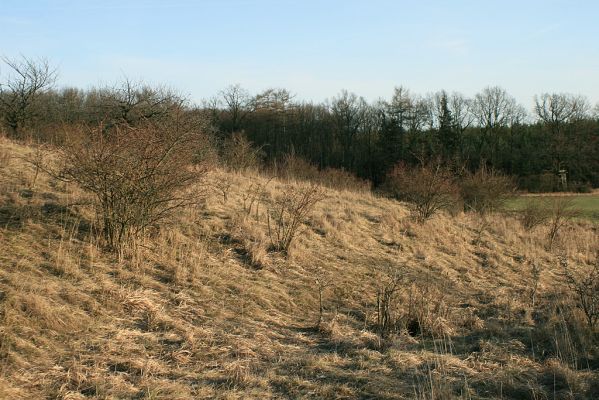 Bukovina, 23.2.2008
Louka na jihozápadním svahu třešňovky. Jedno z posledních útočišť xerothermních rostlin a hmyzu u Hradce Králové.
Schlüsselwörter: Černilov Bukovina třešňovka Agriotes gallicus