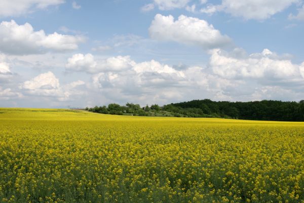 Piletice, vrch Okrouhlík - Třešňovka, 10.5.2009
Jarní pohled na třešňovku.
Schlüsselwörter: Hradec Králové Piletice Okrouhlík třešňovka Anthaxia candens