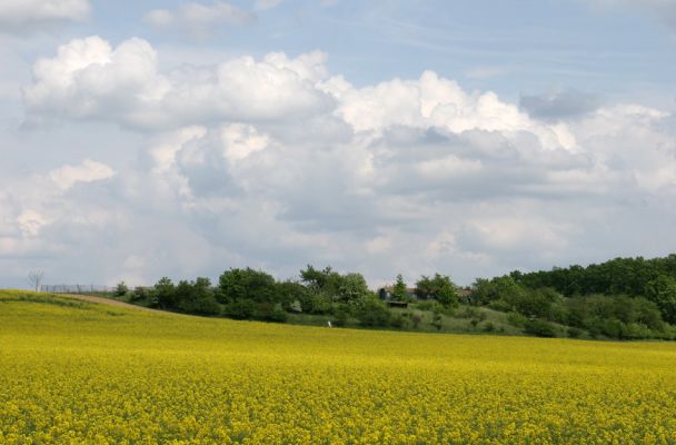 Piletice, vrch Okrouhlík - Třešňovka, 10.5.2009
Jarní pohled na třešňovku.
Klíčová slova: Hradec Králové Piletice Okrouhlík třešňovka