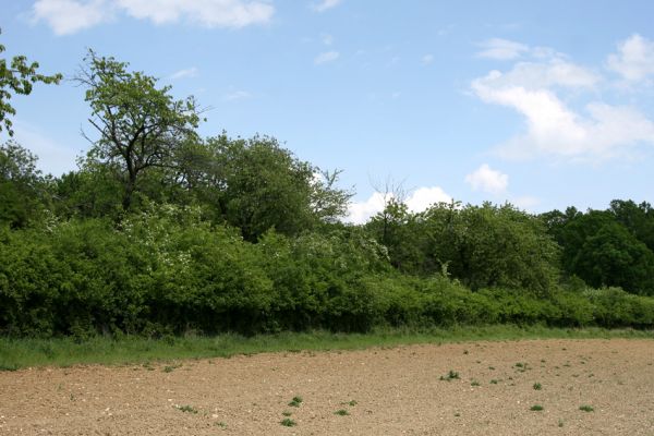 Piletice, vrch Okrouhlík - Třešňovka, 10.5.2009
Pohled na zarostlé svahy třešňovky.
Mots-clés: Hradec Králové Piletice Okrouhlík třešňovka