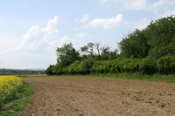 Piletice, vrch Okrouhlík - Třešňovka, 10.5.2009
Zarostlé svahy třešňovky.
Keywords: Hradec Králové Piletice Okrouhlík třešňovka