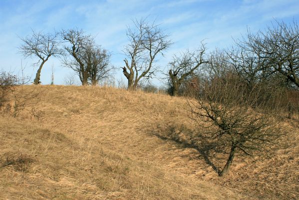 Bukovina, 23.2.2008
Třešňovka. 
Schlüsselwörter: Černilov Bukovina třešňovka Agriotes gallicus