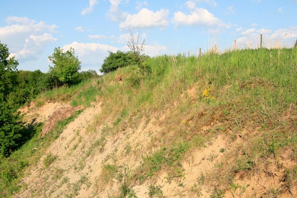 Piletice, vrch Okrouhlík, 11.5.2008
Sprašová stěna, obnažená při těžbě zeminy.
Mots-clés: Hradec Králové Piletice Okrouhlík