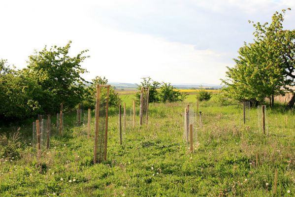Piletice, vrch Okrouhlík - Třešňovka, 11.5.2008
Zalesňovací mánie nezná hranic...
Keywords: Hradec Králové Piletice Okrouhlík Třešňovka
