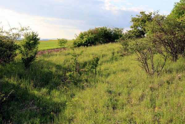 Piletice, vrch Okrouhlík - Třešňovka, 11.5.2008
Jaro na stepích Třešňovky. Zvládne státní ochrana přírody její ochranu, nebo bude opět bezmocným komparsem zalesňovacímu spolku??? 
Keywords: Hradec Králové Piletice Okrouhlík Třešňovka Agriotes gallicus