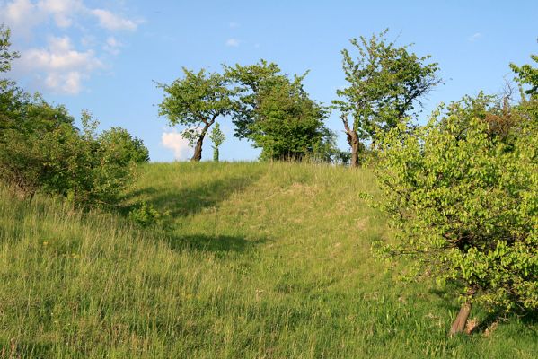 Piletice, vrch Okrouhlík - Třešňovka, 11.5.2008
Jaro na stepích Třešňovky. Zvládne státní ochrana přírody její ochranu, nebo bude opět bezmocným komparsem zalesňovacímu spolku??? 
Keywords: Hradec Králové Piletice Okrouhlík Třešňovka Agriotes gallicus